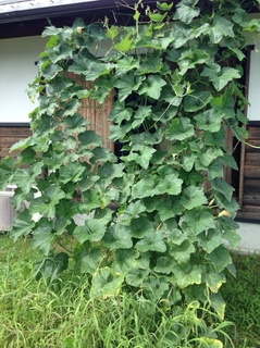 ほうせんかの白い花びらで虫刺され薬が出来た 農歩屋 のっぽや ブログ